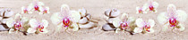 albico SP 127