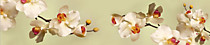 albico SP 102