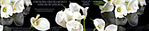 albico SP 86
